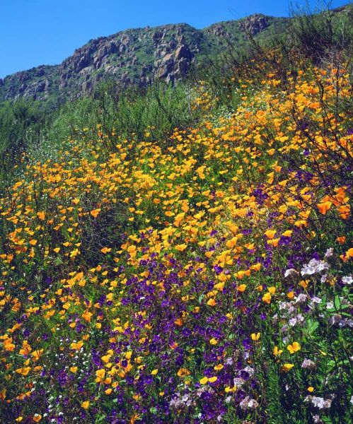 CA, San Diego, Mission Trails Park flowers